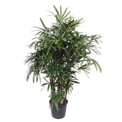 Rijststrootpalm - Rhapis excelsa - ↕200cm