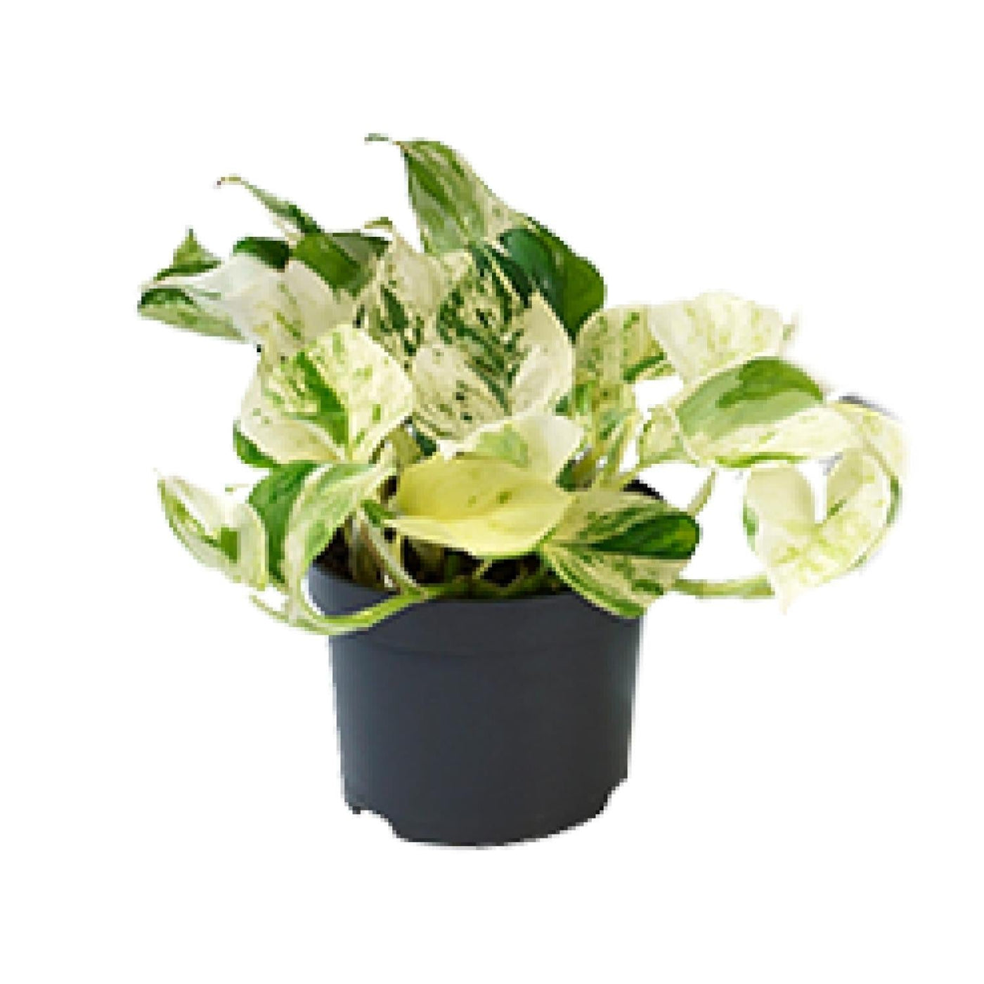 Pothos - Epipremnum aureum 'Happy Leaf' - Ø12cm - ↕15cm