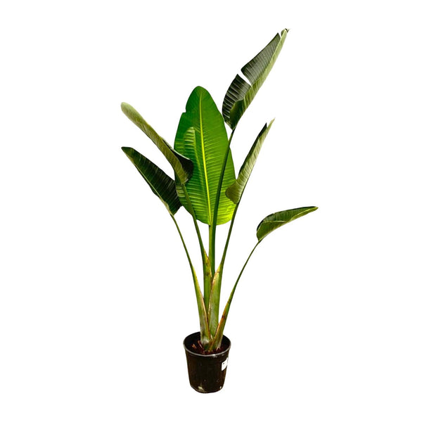 Witte paradijsvogelplant - Strelitzia augusta - Ø24cm - ↕180cm