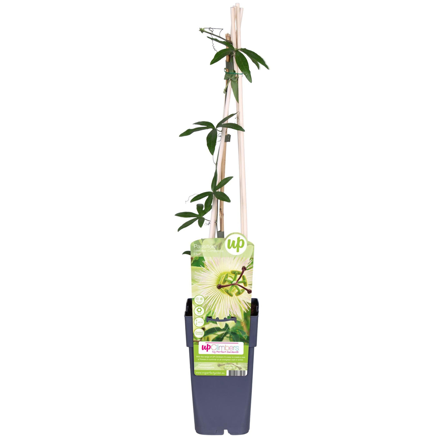 Passiebloem - Passiflora caerulea 'Constance Elliot' - wit - Ø15cm - ↕65cm