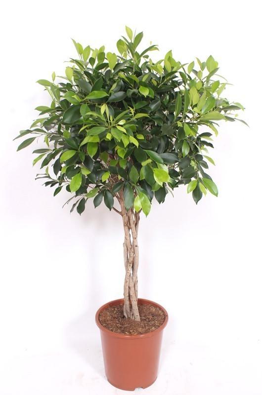 Haagvijg - Ficus nitida gevlochten stam - ↕100cm