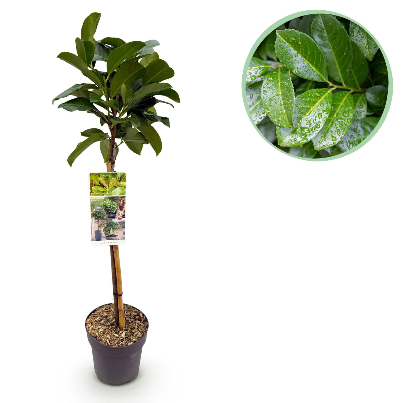Laurierkers op stam - Prunus laurocerasus Etna® - Ø19cm - ↕90cm