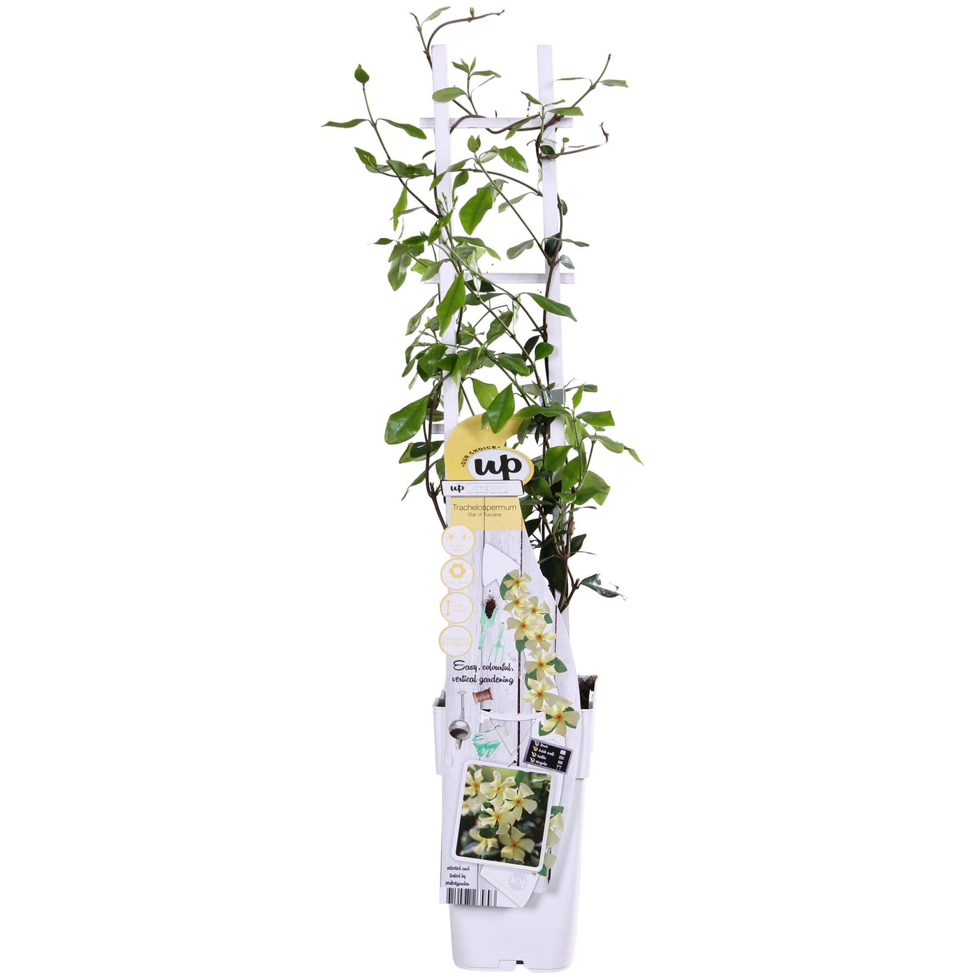 Toscaanse jasmijn - Trachelospermum 'Star of Toscana' - Ø15cm - ↕65cm