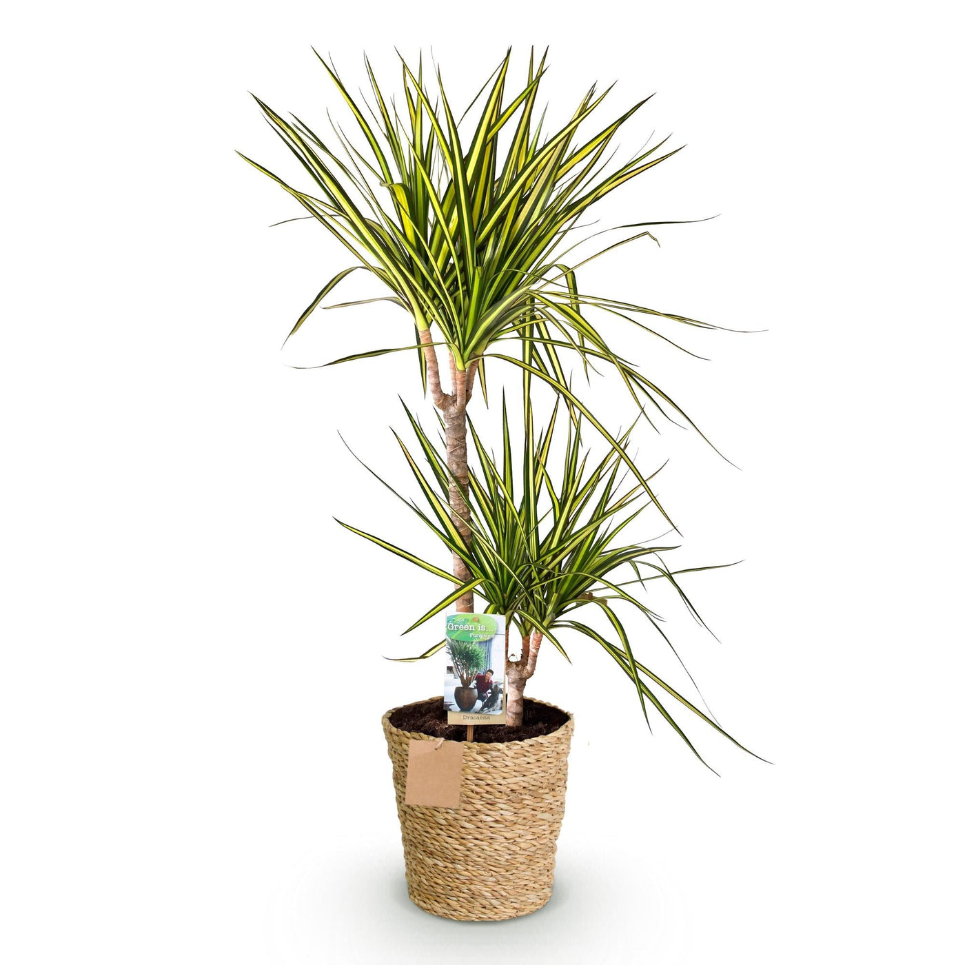 Drakenbloedboom - Dracaena Sunray - incl. mand - Ø21cm - ↕90-100cm