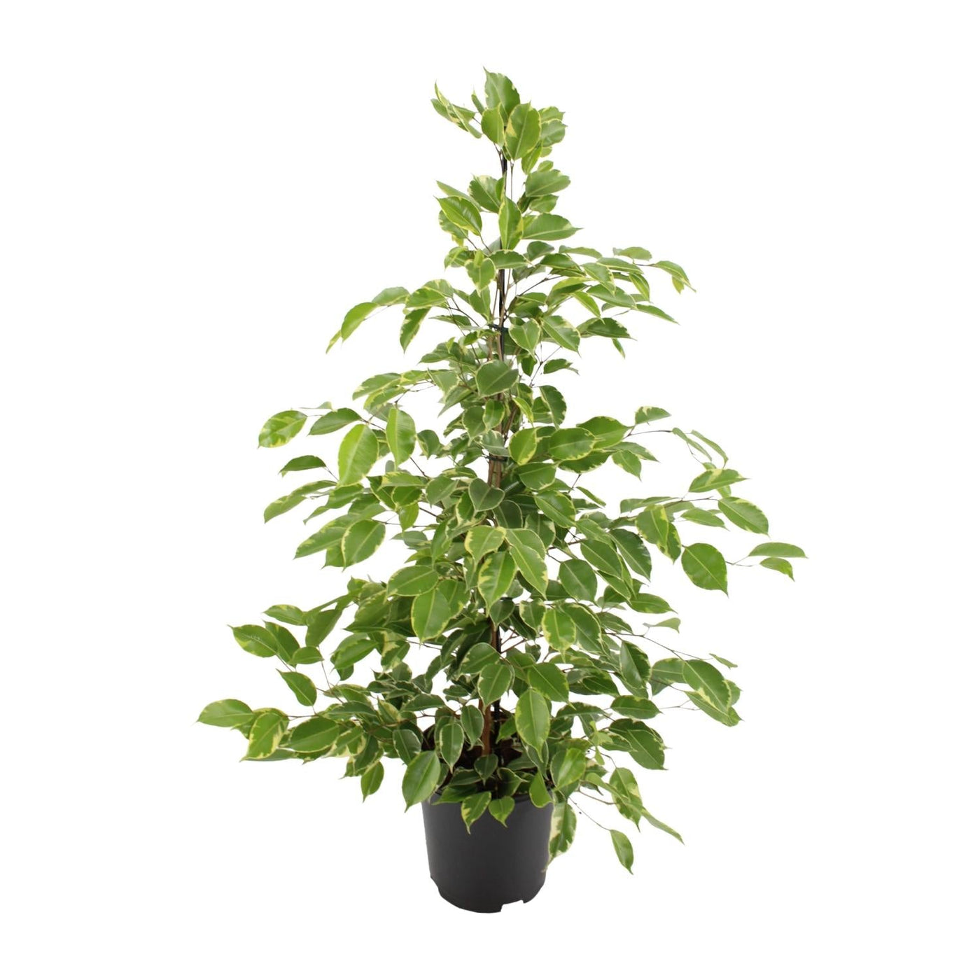 Treurvijg - Ficus benjamina Goldenking - Ø21cm - ↕95cm