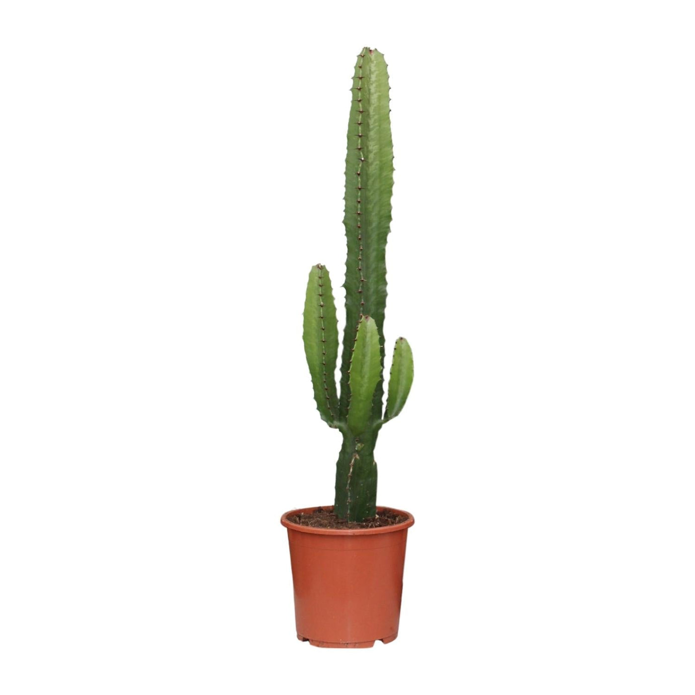 Wolfsmelk - Euphorbia Acrurensis - Ø17cm - ↕50cm