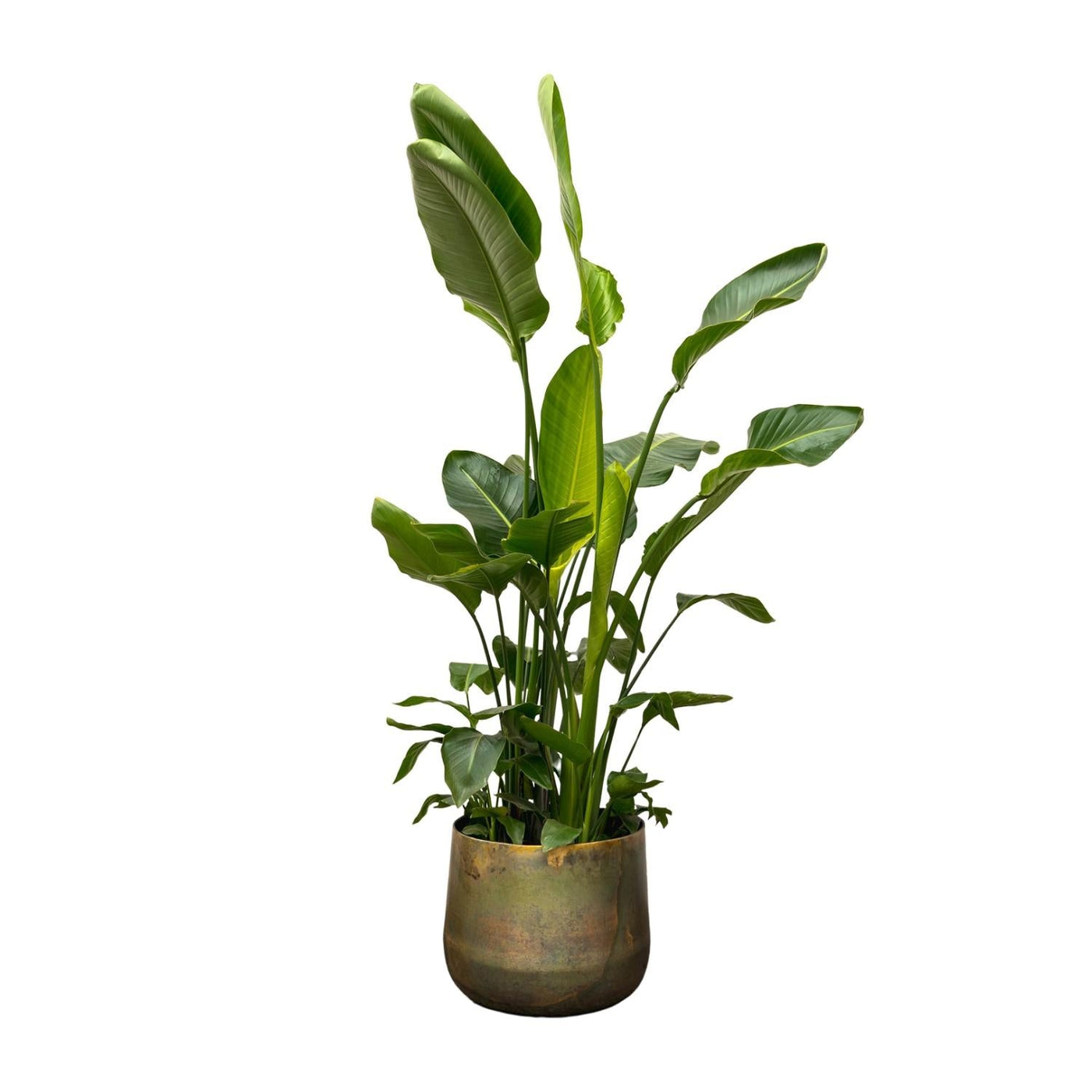 Witte paradijsvogelplant - Strelitzia nicolai - Ø40cm - ↕250cm