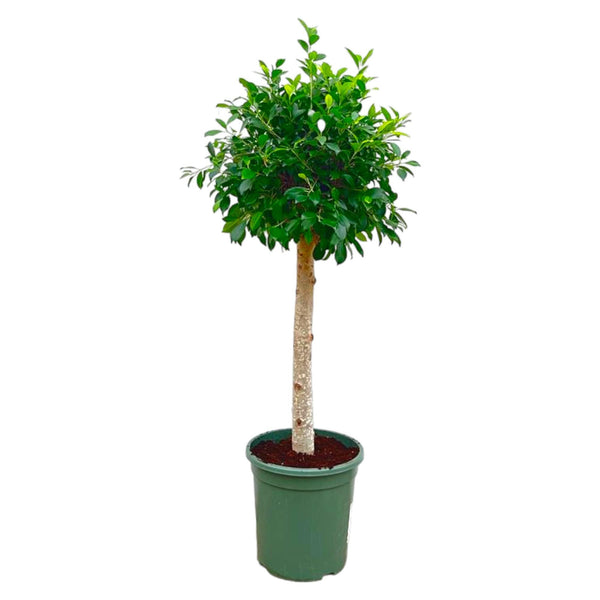 Haagvijg - Ficus nitida - Ø30cm - ↕130cm