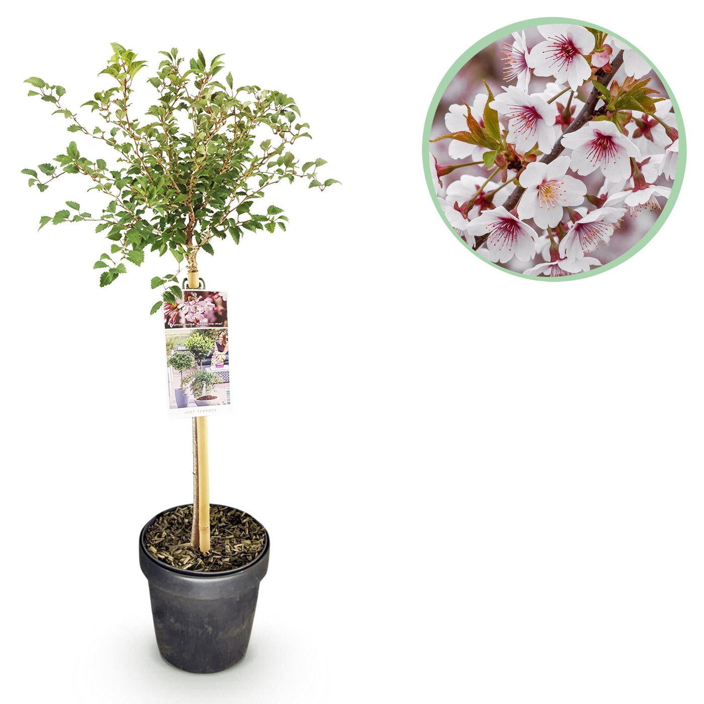 Sierkers op stam - Prunus incisa Koujou-no-mai - Ø19cm - ↕90cm