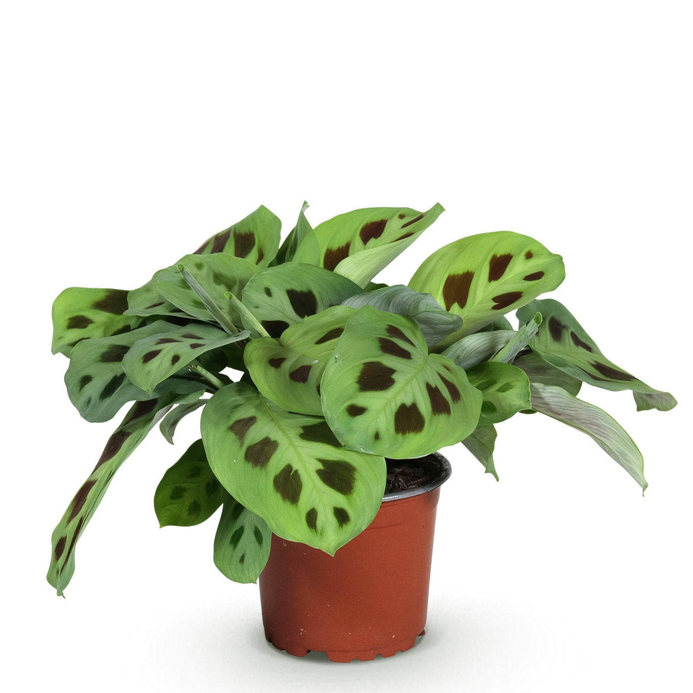 Zebraplant - Maranta Fascinator Kerchoveana - Ø12cm - ↕25cm