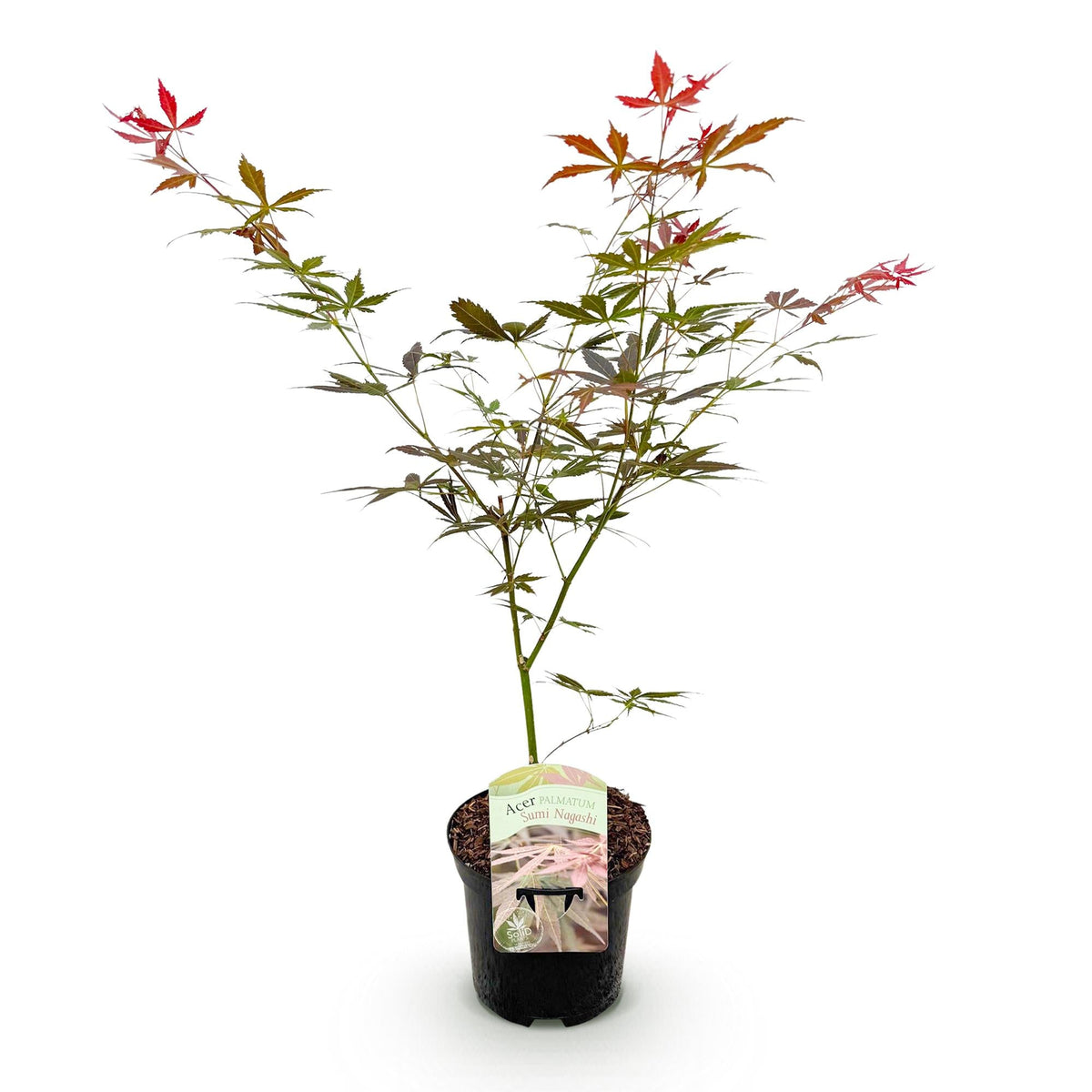 Japanse Esdoorn - Acer palmatum Sumi-nagashi - Rood - Ø19cm - ↕70cm