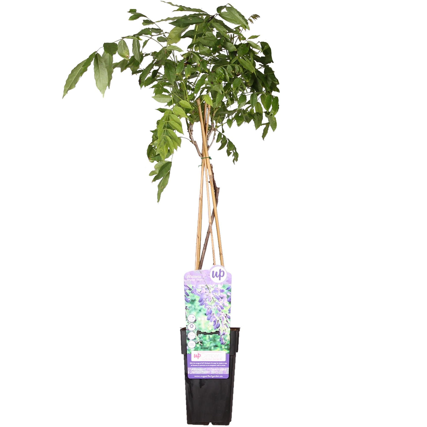 Blauwe regen - Wisteria sinensis 'Prolific' - Ø15cm - ↕65cm