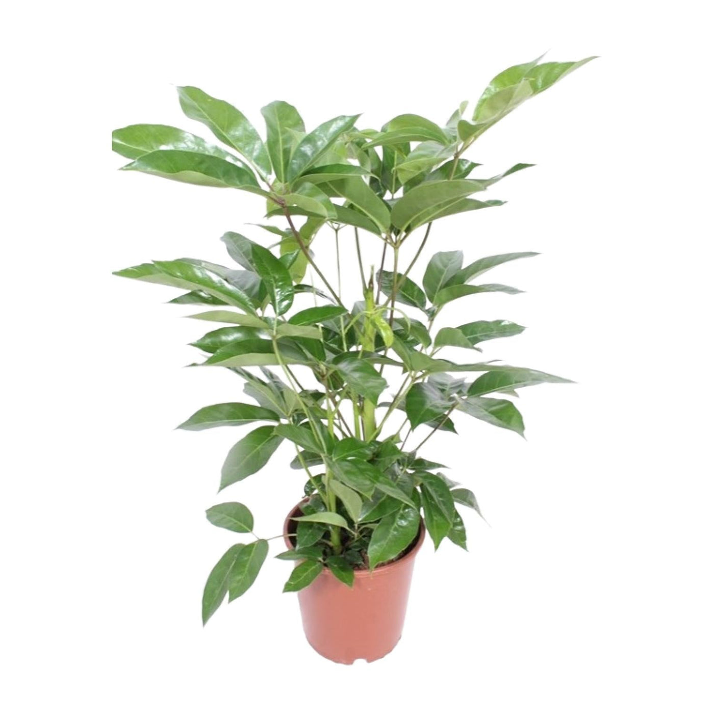 Vingerboom - Schefflera Actinophylla Amate - Ø24cm - ↕100cm