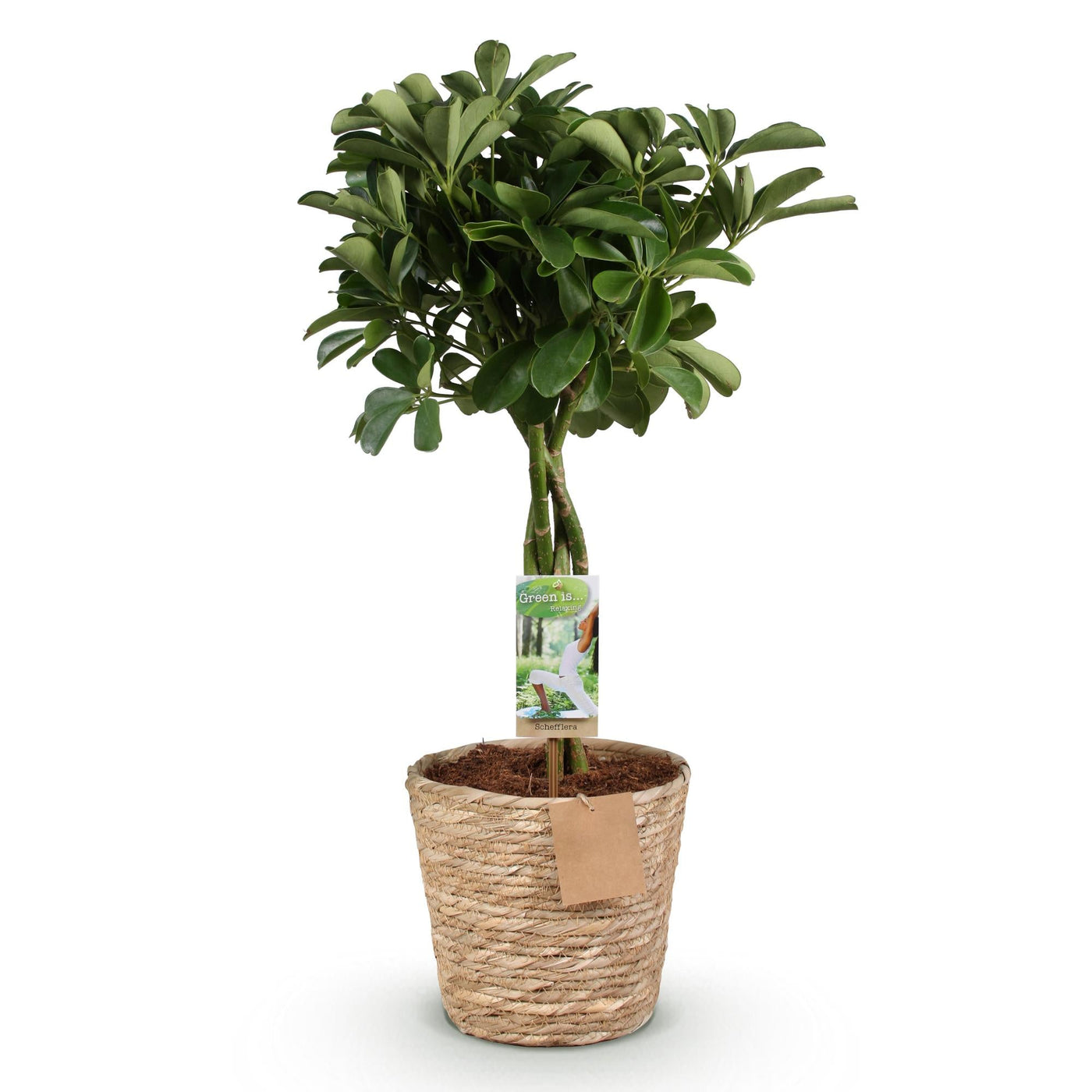 Vingerboom - Schefflera Nora - incl. mand - Ø21cm - ↕70-82cm