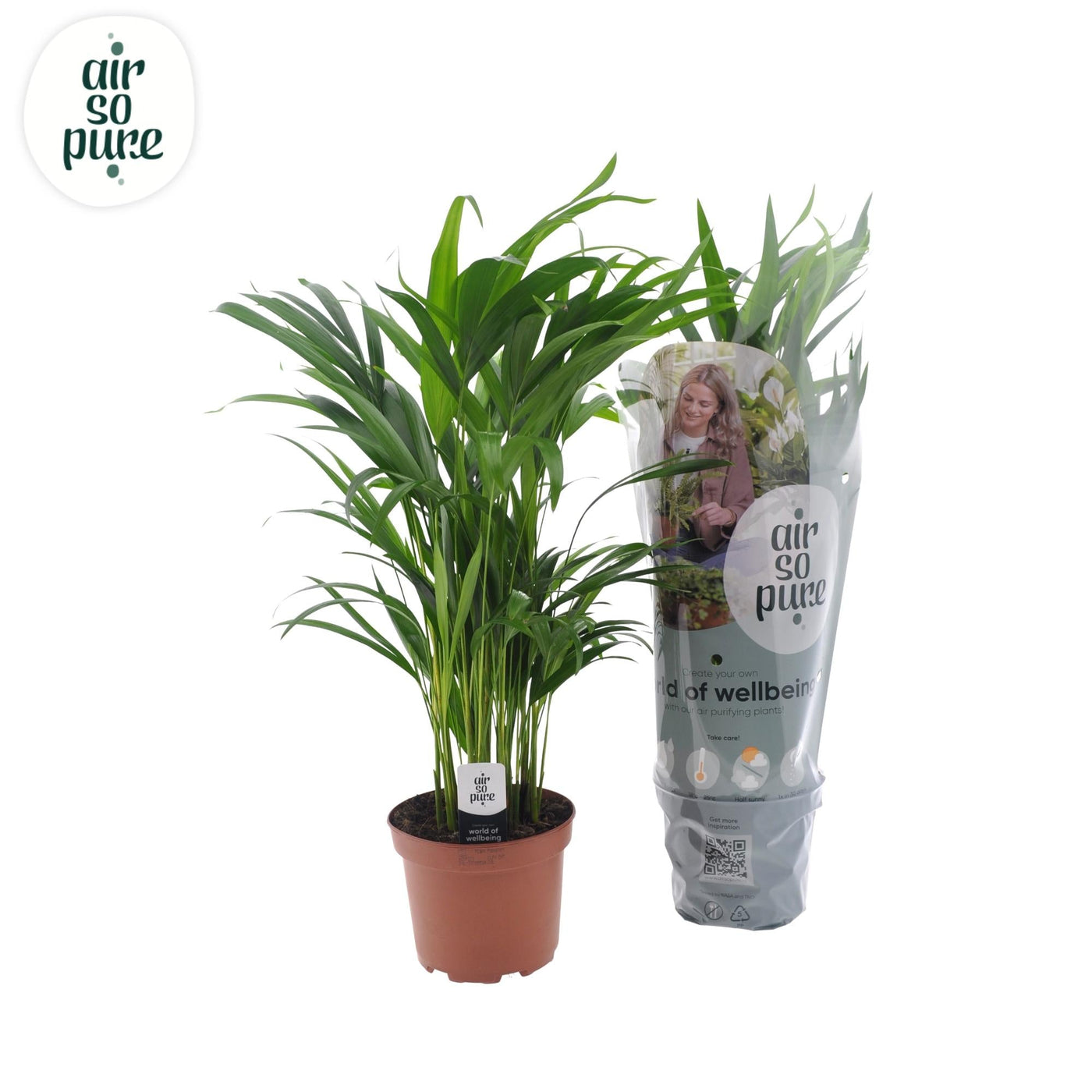 Arecapalm - Dypsis lutescens - Ø17cm - ↕65cm