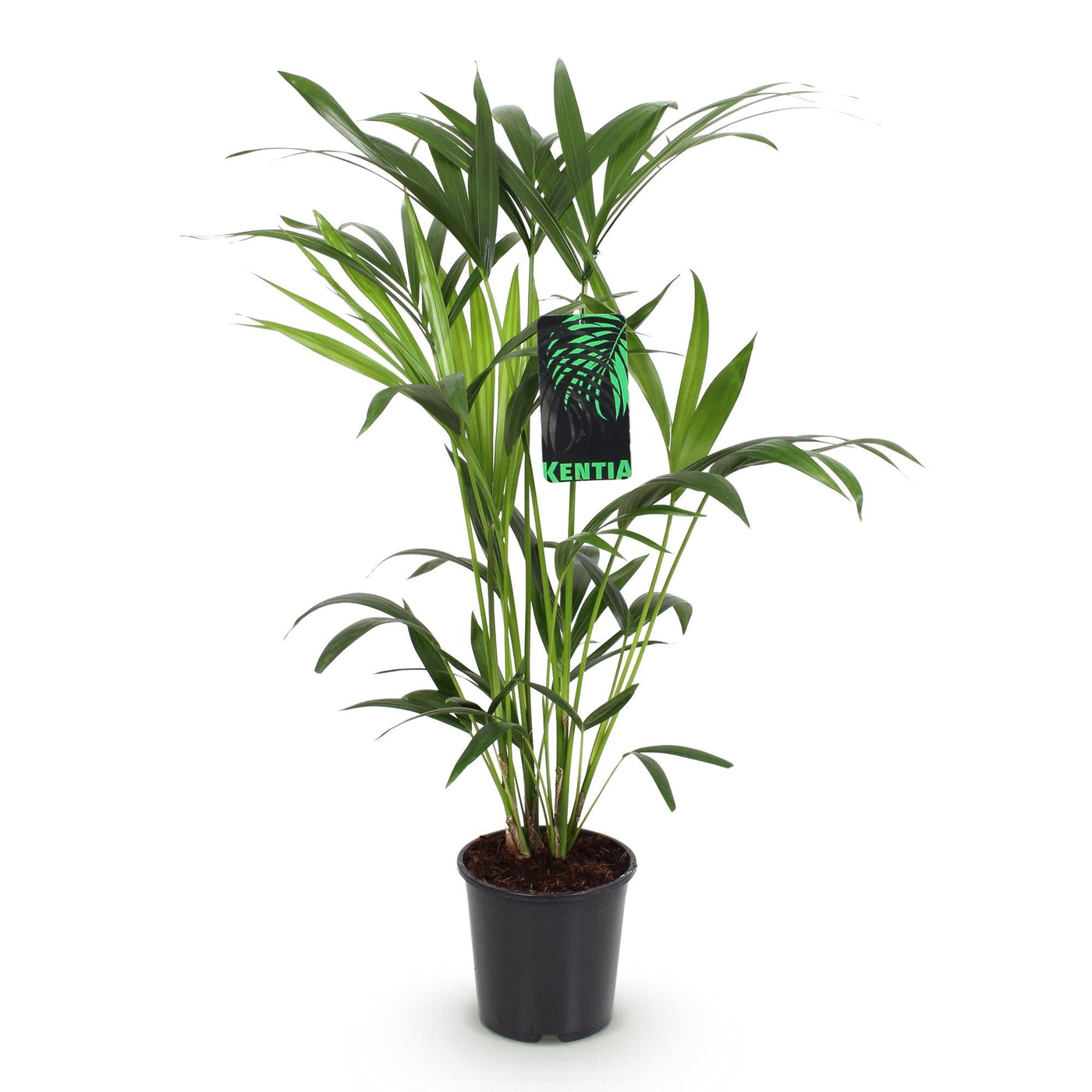 Kentiapalm - Howea forsteriana - Ø19cm - ↕80-85cm