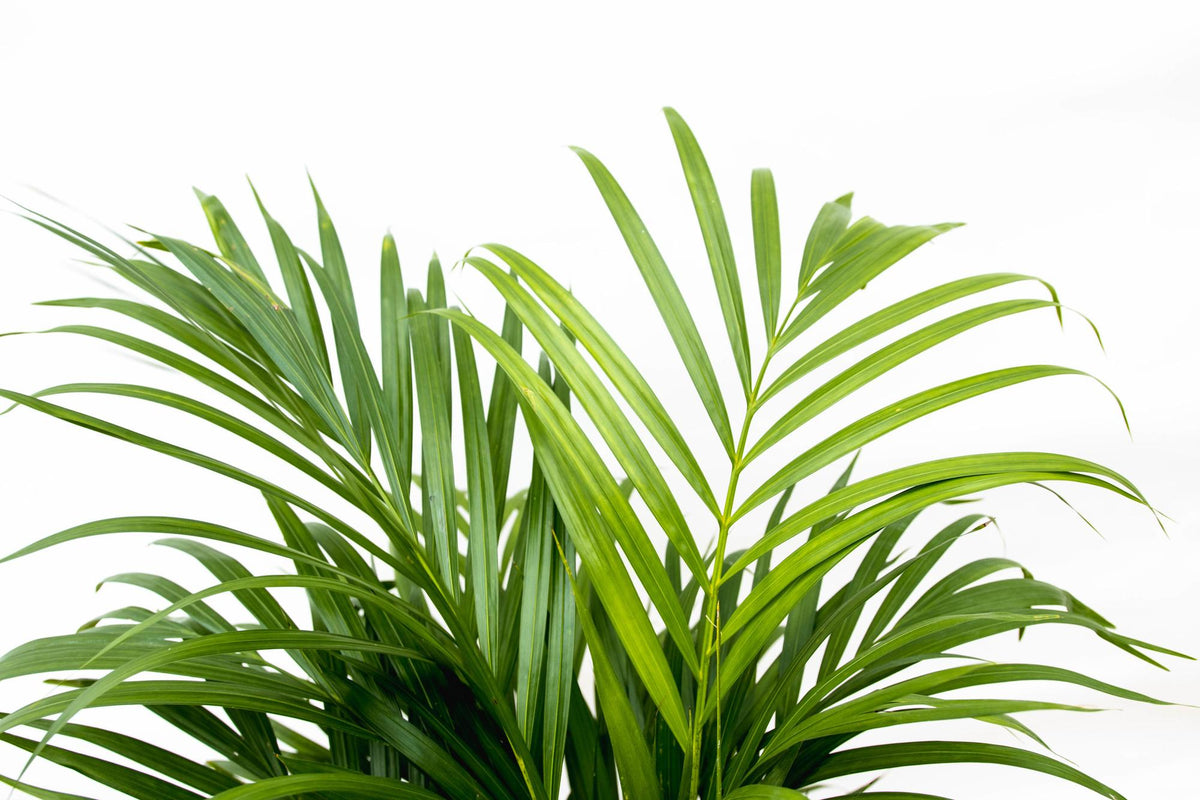 Arecapalm - Dypsis lutescens - Ø21cm - ↕140cm