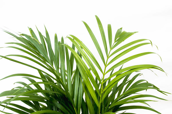 Arecapalm - Dypsis lutescens - Ø21cm - ↕140cm