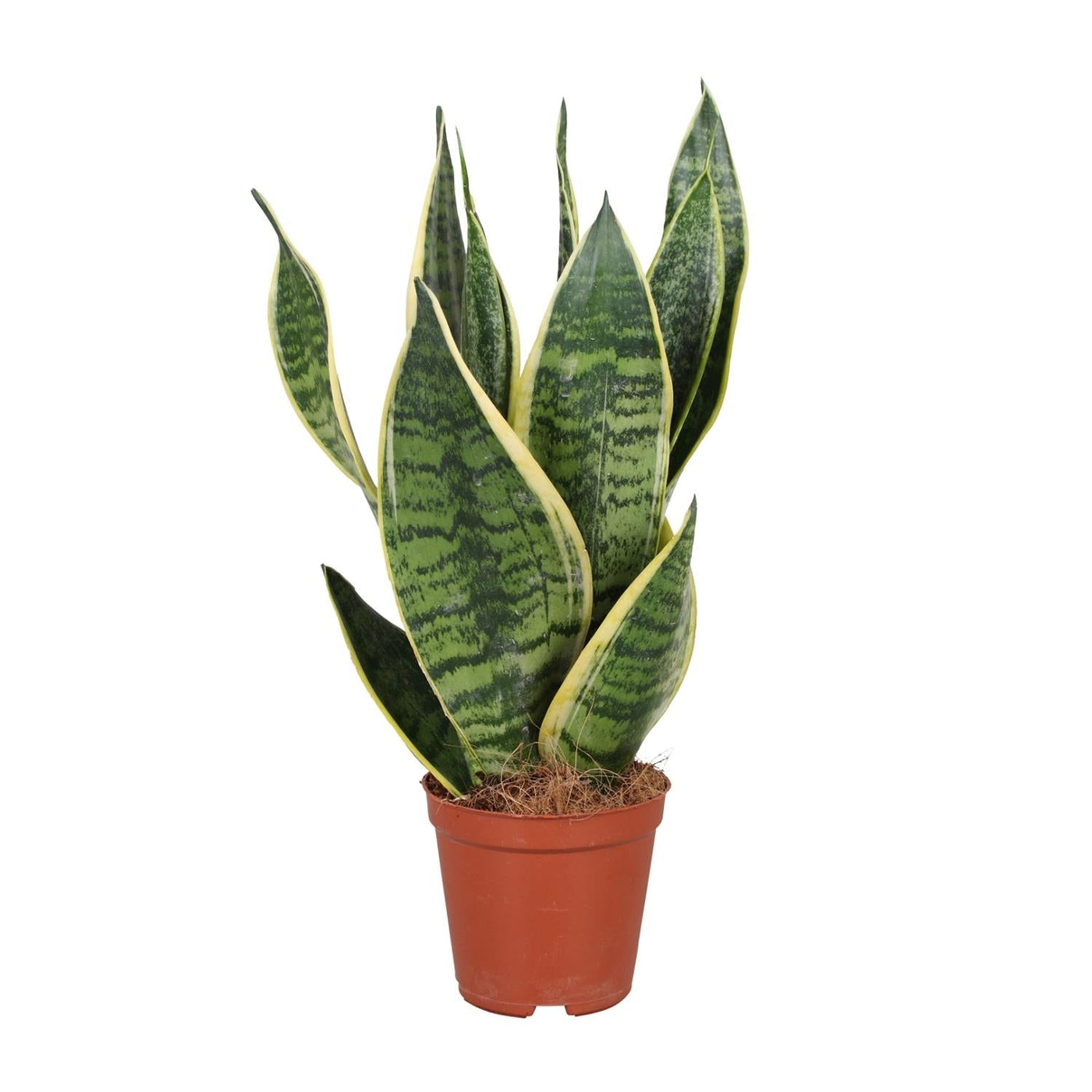 Vrouwentong - Sansevieria trifasciata Futura Superba - Ø12cm - ↕40cm