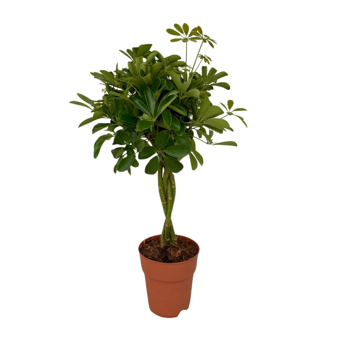 Vingerboom - Schefflera Compacta - Ø19cm - ↕80cm