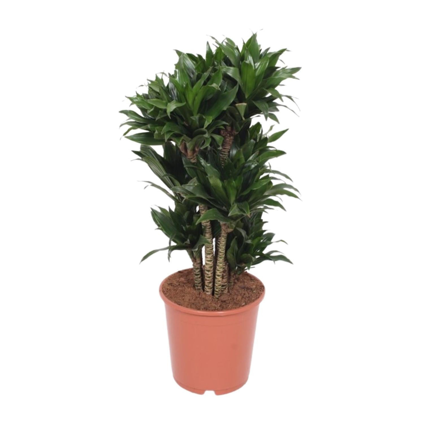 Drakenbloedboom - Dracaena Compacta - Ø24cm - ↕80cm