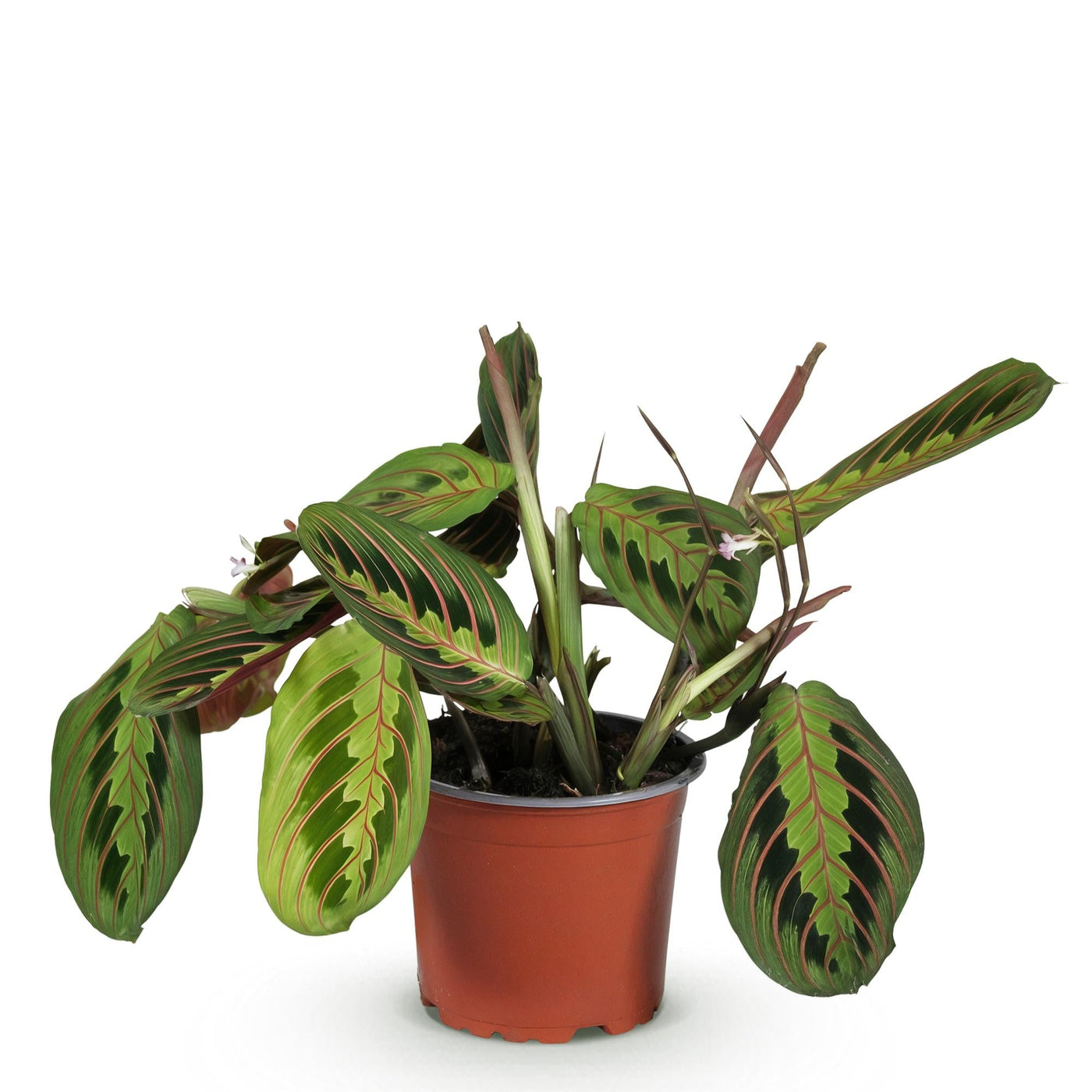 Gebedsplant - Maranta Fascinator Tricolour - Ø12cm - ↕25cm