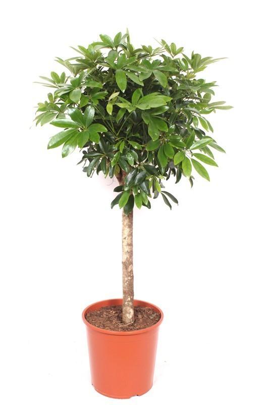 Vingerboom - Schefflera - ↕150cm