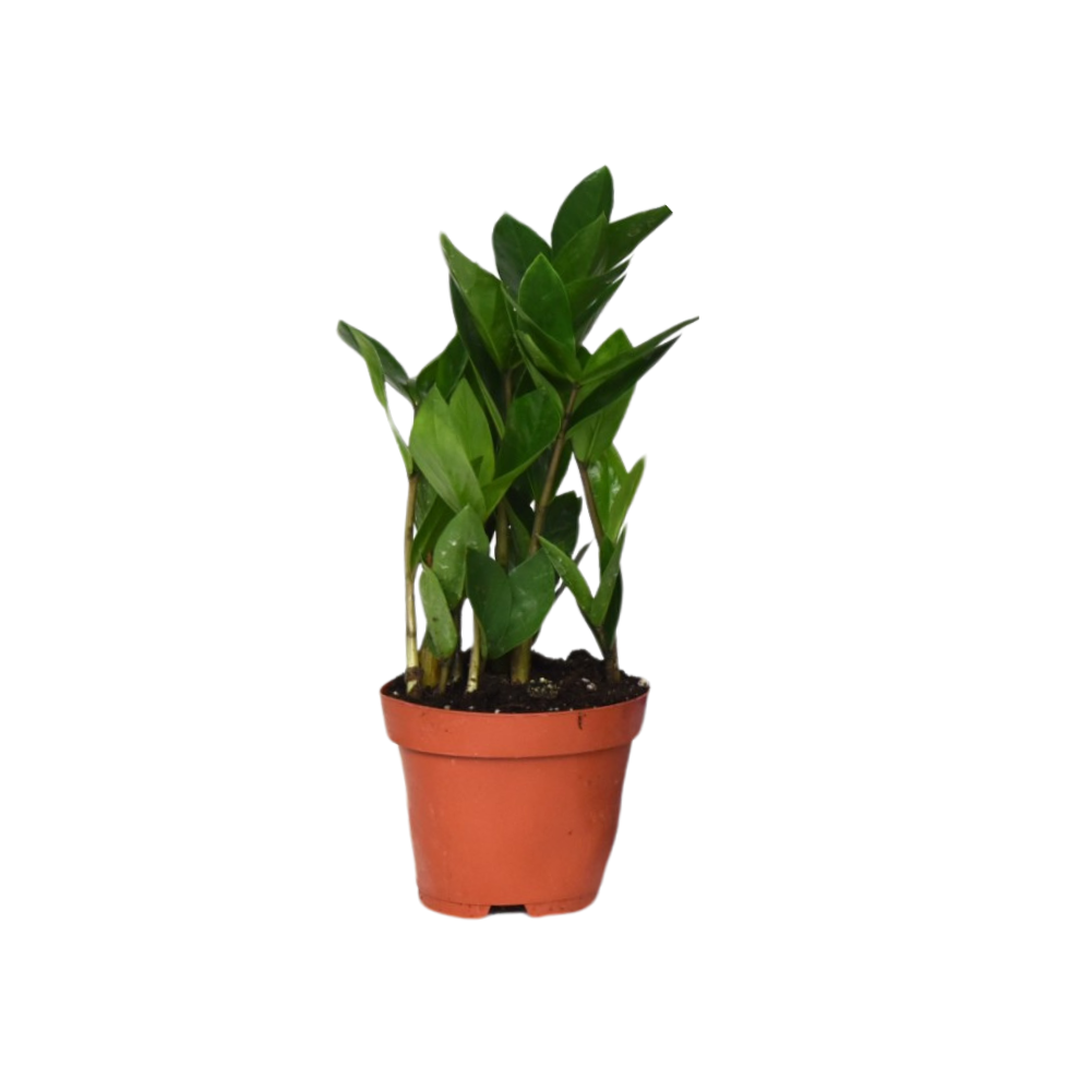 ZZ-plant - Zamioculcas - Ø12cm - ↕30cm