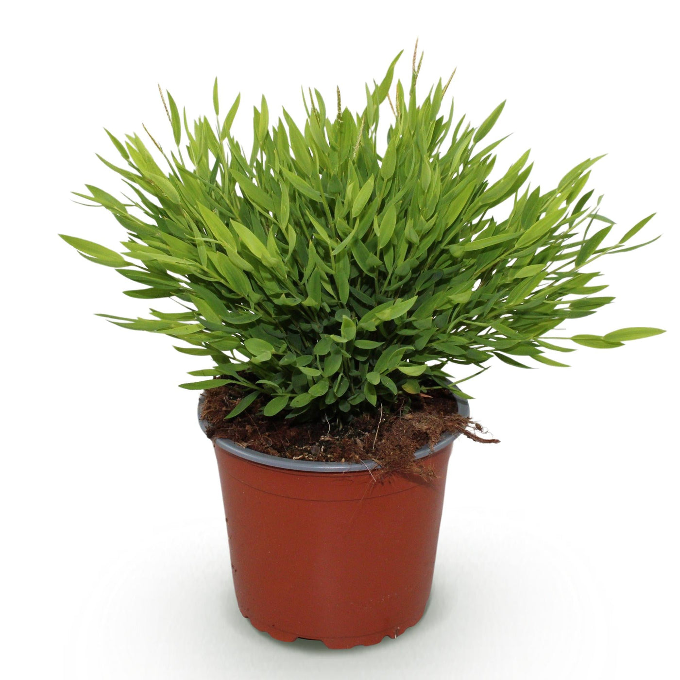 Bamboegras - Bambusa Pogonatherum Monica - Ø12cm - ↕20cm
