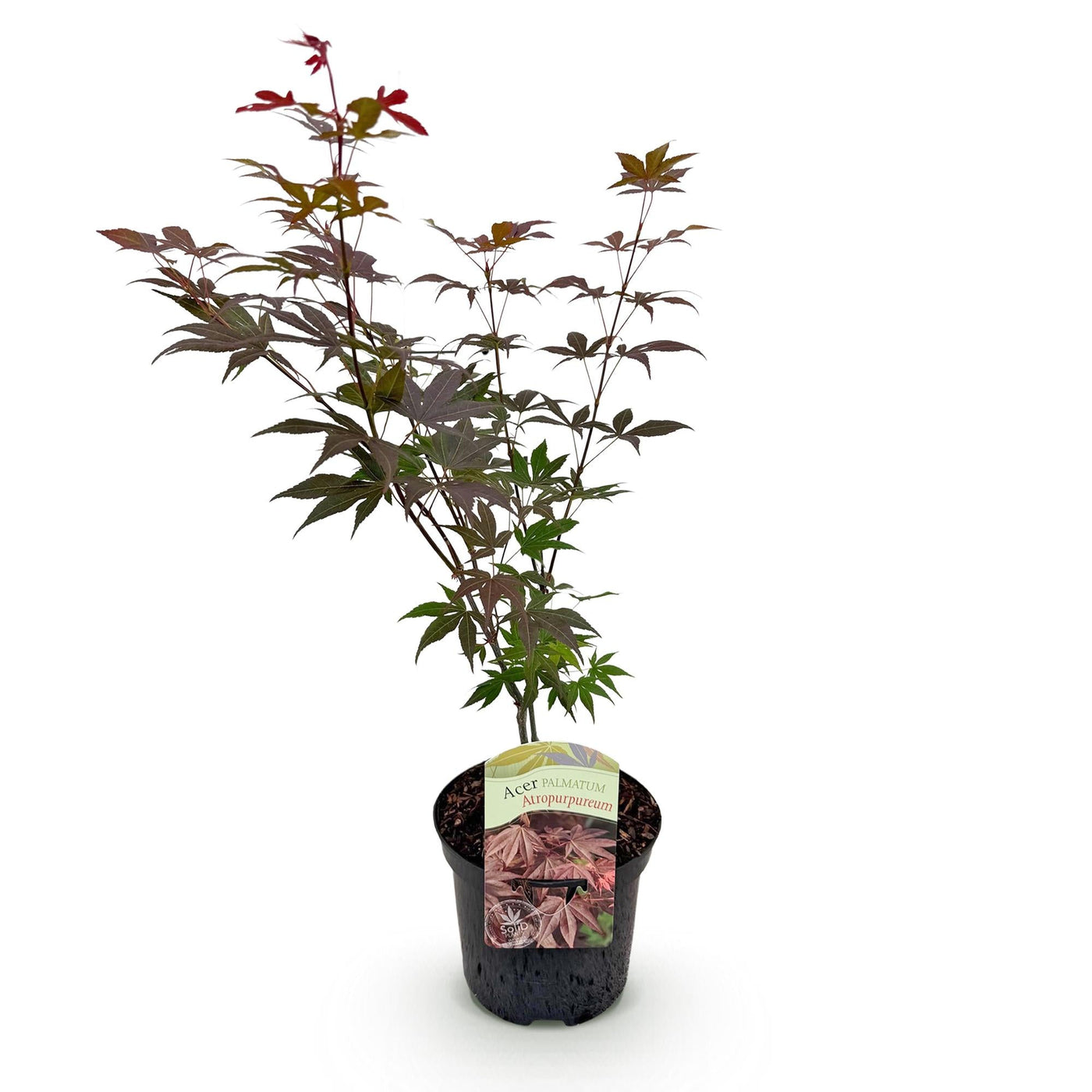 Japanse Esdoorn - Acer palmatum Atropurpureum - Paars - Ø19cm - ↕70cm