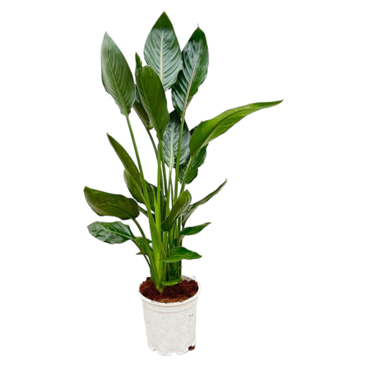 Paradijsvogelplant - Strelitzia reginae - Ø21cm - ↕100cm