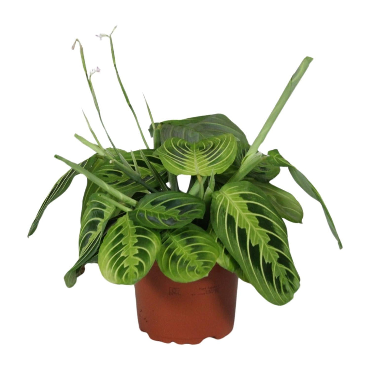 Zebraplant - Maranta Leuconeura Fascinator Lemon Lime - Ø12cm - ↕30cm