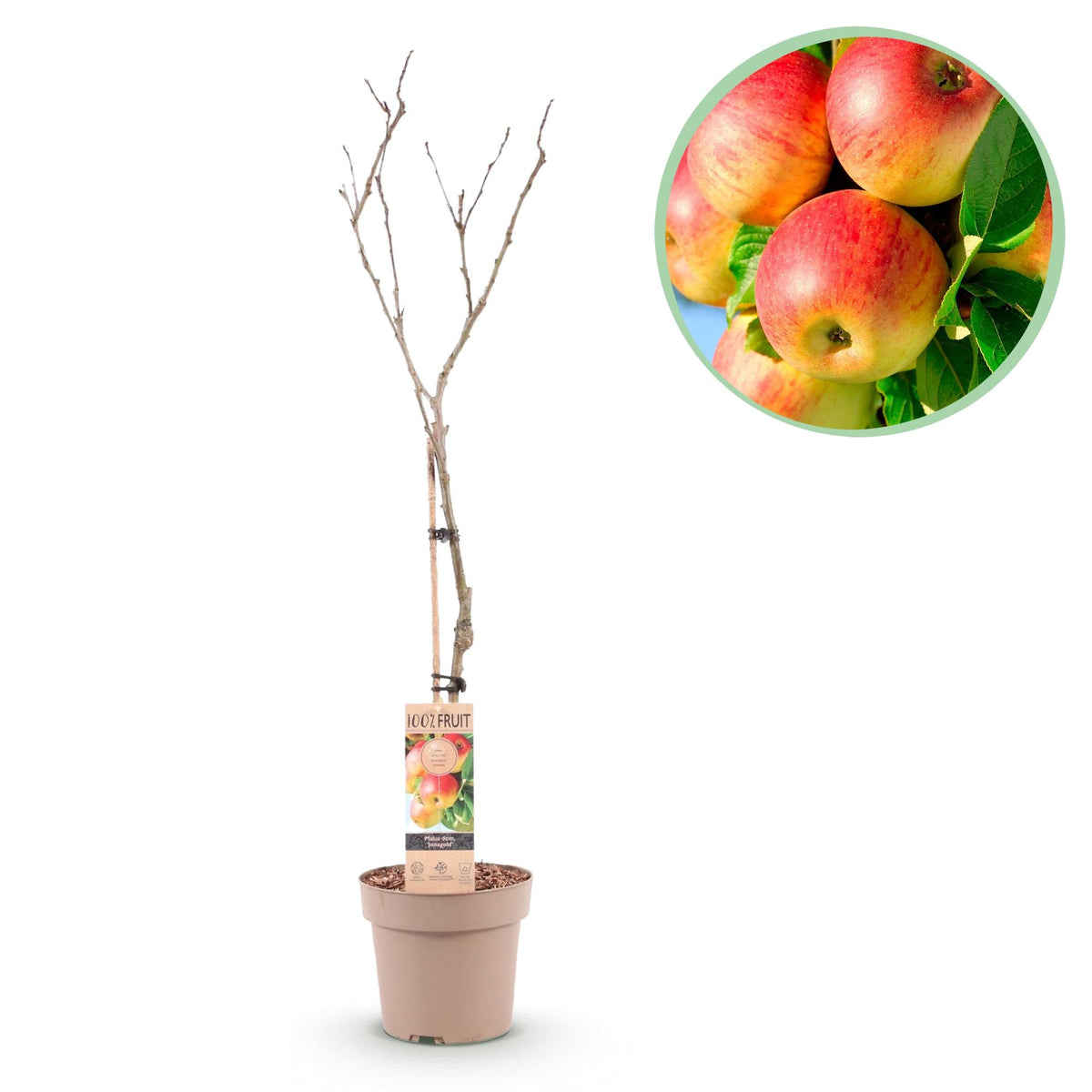 Appelboom - Malus domestica 'Jonagold' - Ø21cm - ↕90cm