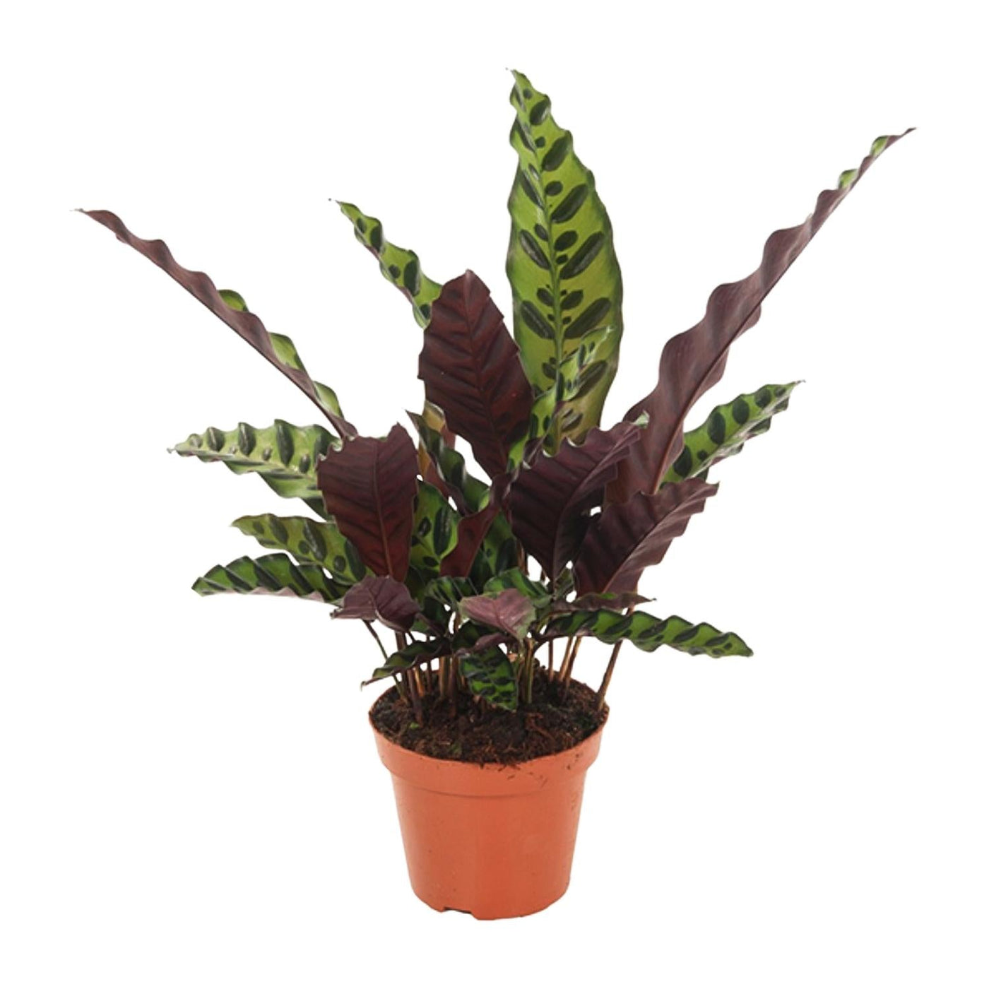 Calathea Lancifolia Insignis - Ø12cm - ↕30cm