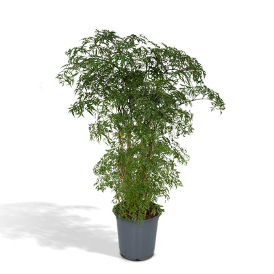 Polyscias Fruticosa - Ø21cm - ↕75cm