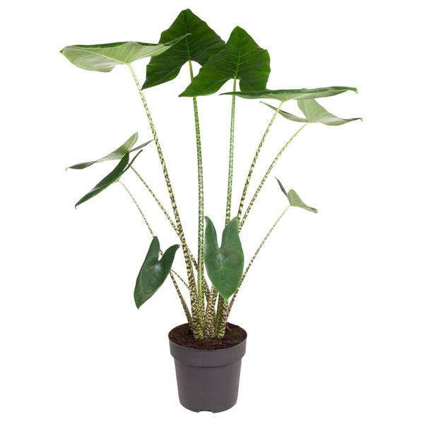 Olifantsoor - Alocasia zebrina - Ø32cm - ↕130cm