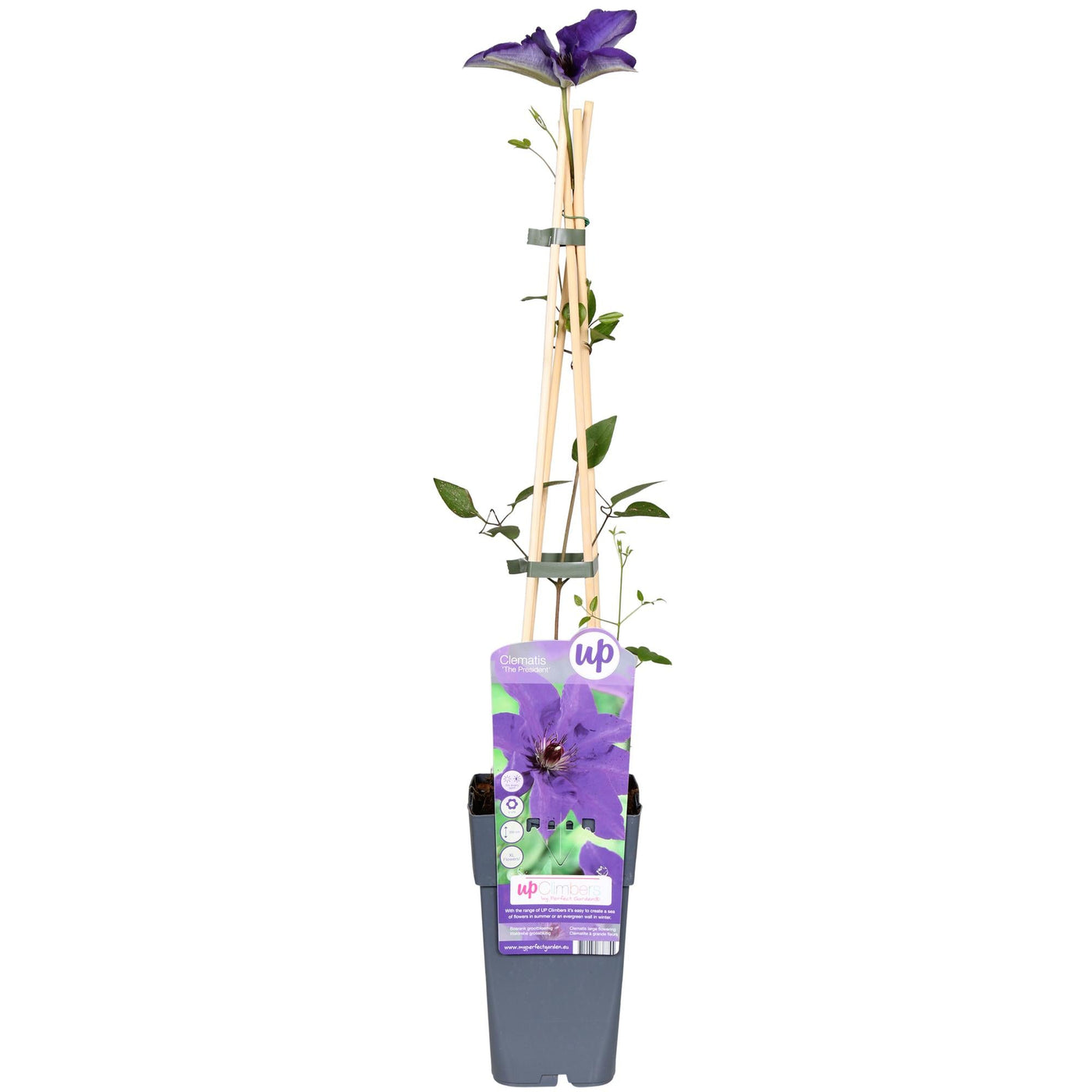 Bosrank - Clematis The President - Ø15cm - ↕65cm