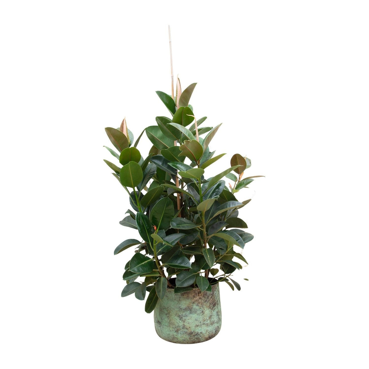 Vijgenboom - Ficus Robusta vertakt - Ø38cm - ↕150cm