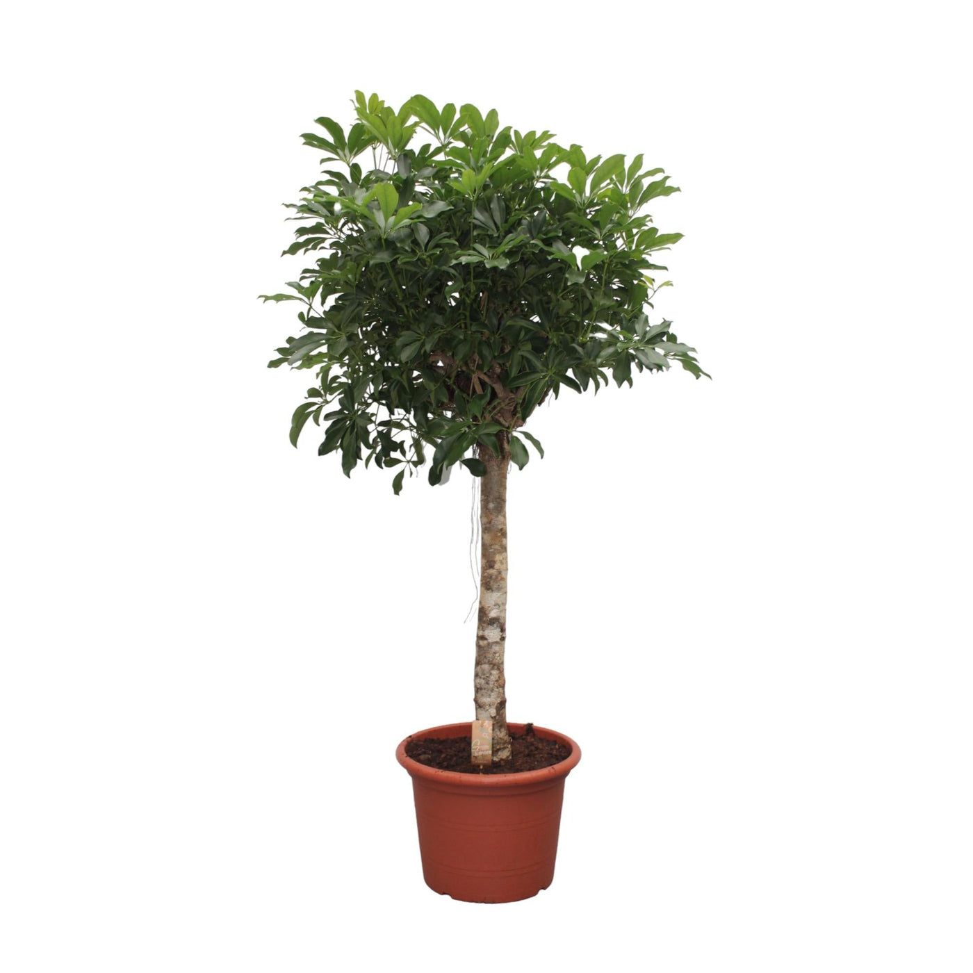 Vingerboom - Schefflera Arboricola Compacta - Ø35cm - ↕180cm