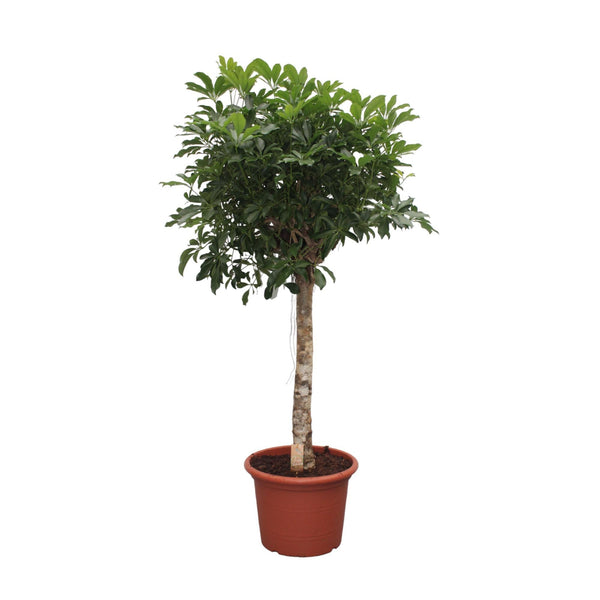 Vingerboom - Schefflera Arboricola Compacta - Ø35cm - ↕180cm
