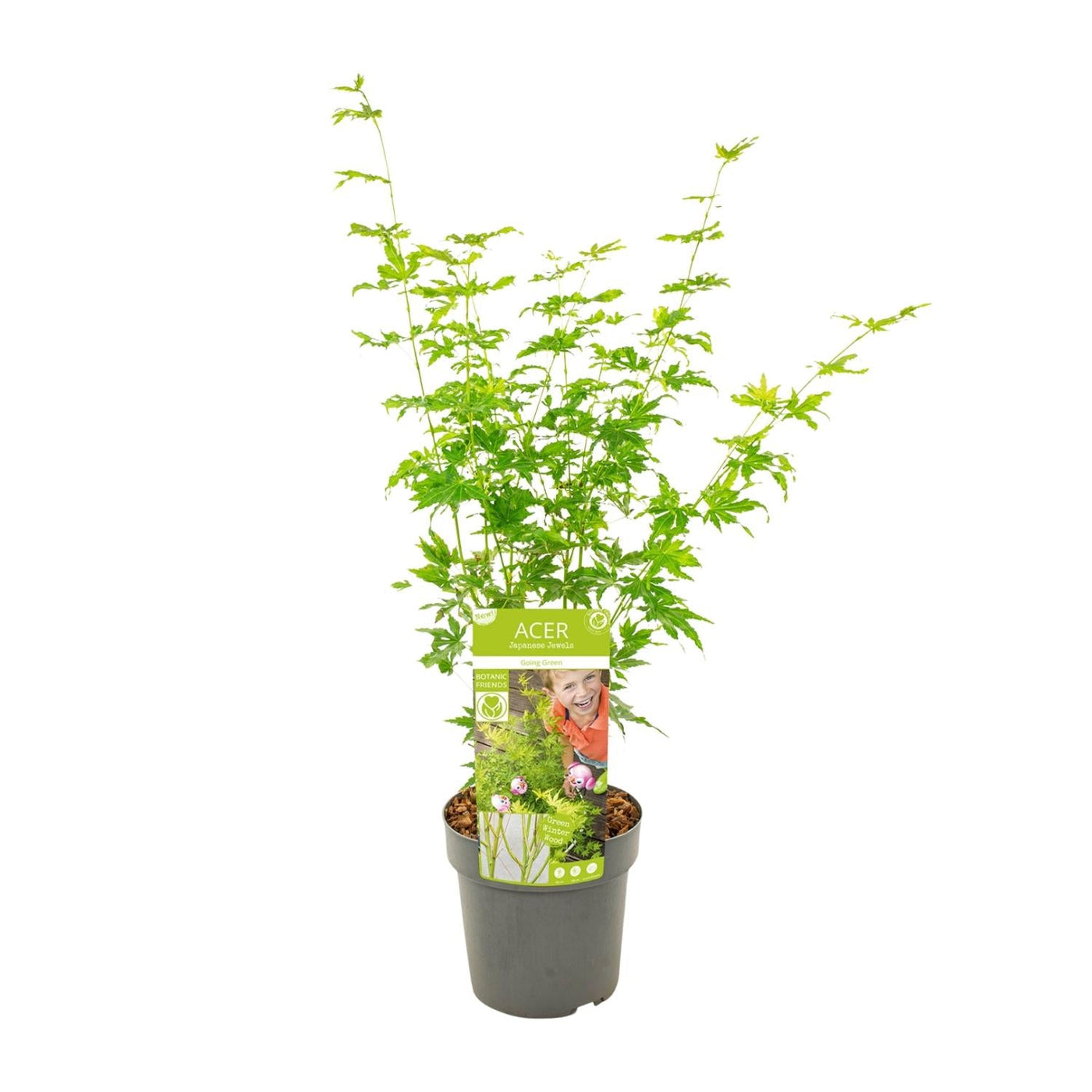 Japanse Esdoorn - Acer palmatum Going Green - Ø19cm - ↕50cm