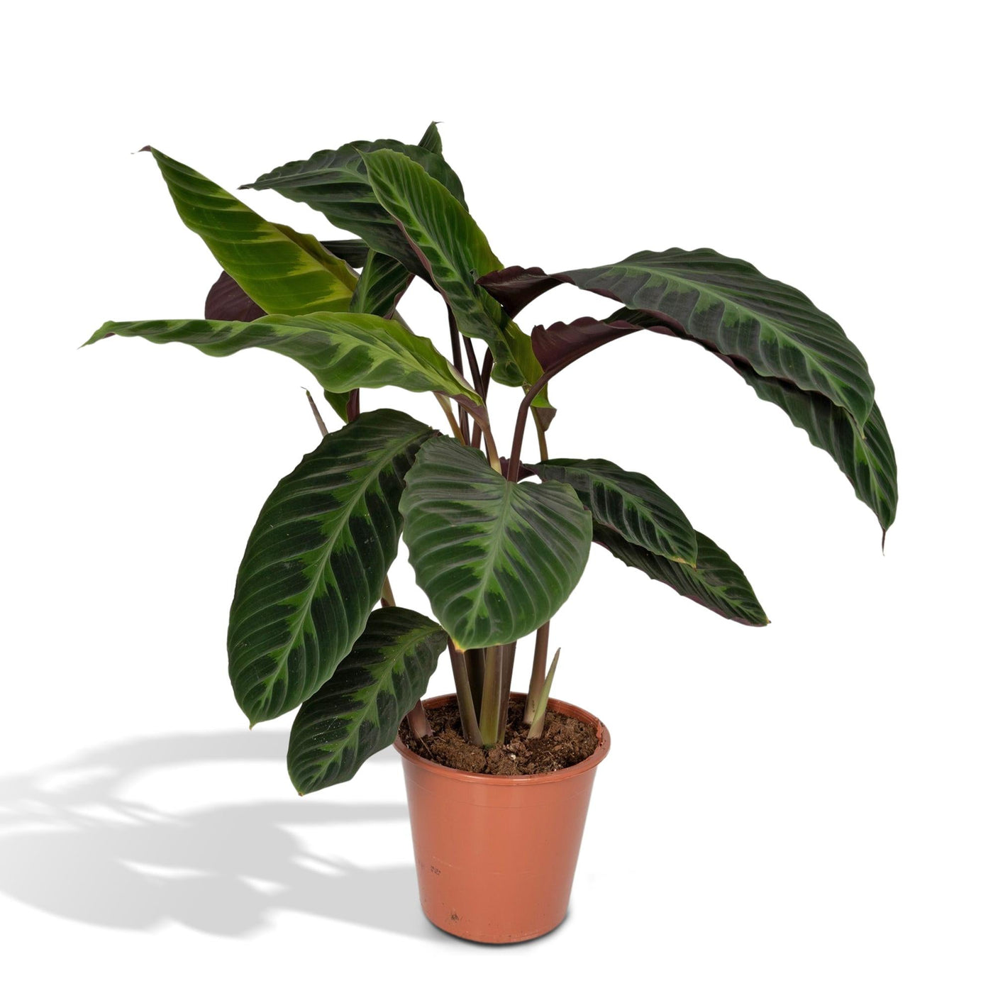 Pauwenplant - Calathea Warscewiczii - Ø19cm - ↕70cm