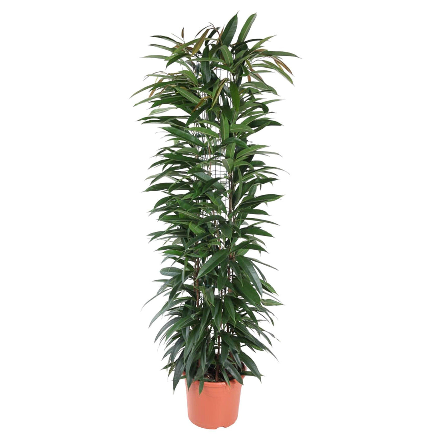 Vijgenboom - Ficus Alii King zuil - Ø29cm - ↕150cm