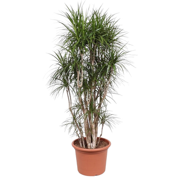 Drakenbloedboom - Dracaena marginata vertakt - Ø40cm - ↕220cm