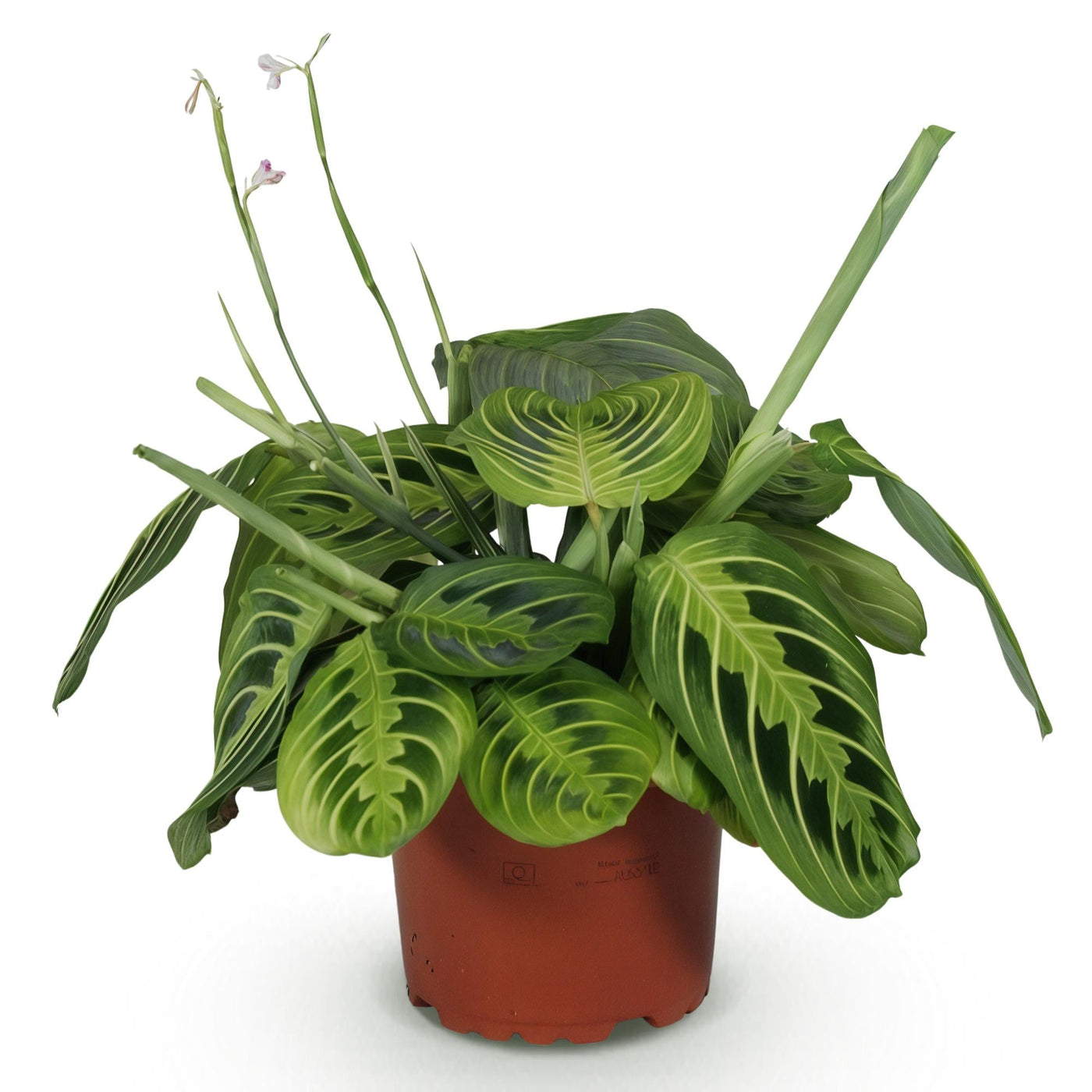 Gebedsplant - Maranta Fascinator Lemon Lime - Ø12cm - ↕25cm
