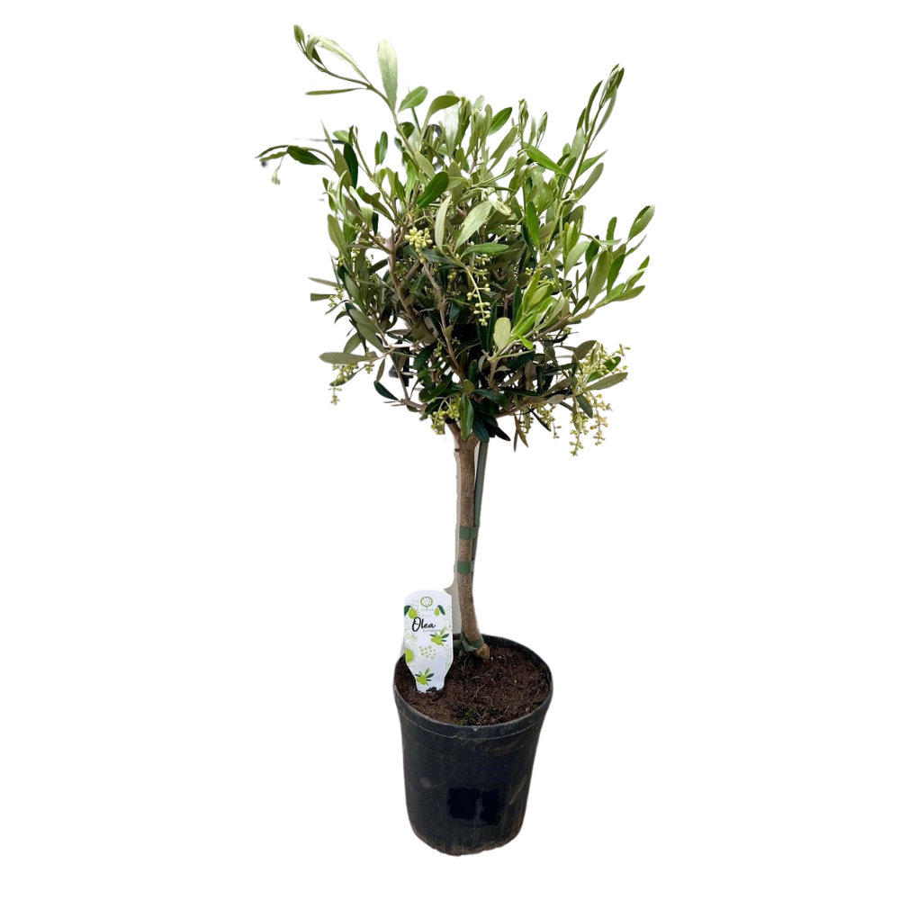 Olijfboom - Olea - Ø15cm - ↕60cm