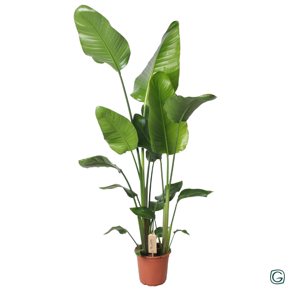 Witte paradijsvogelplant - Strelitzia nicolai - Ø21cm - ↕130cm
