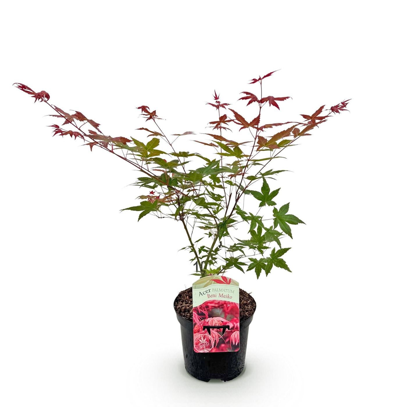 Japanse Esdoorn - Acer palmatum Beni Maiko - Rood - Ø19cm - ↕70cm
