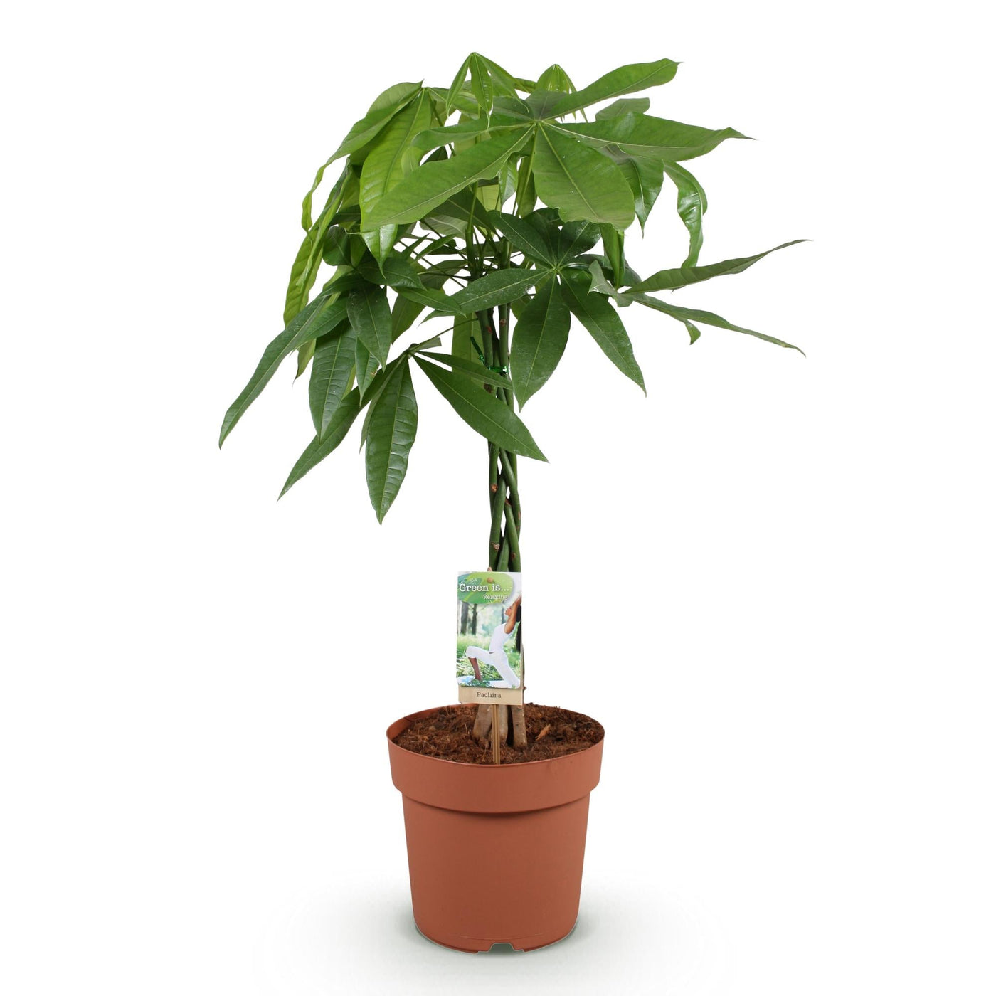 Geldboom - Pachira aquatica gevlochten stam - Ø21cm - ↕80-90cm