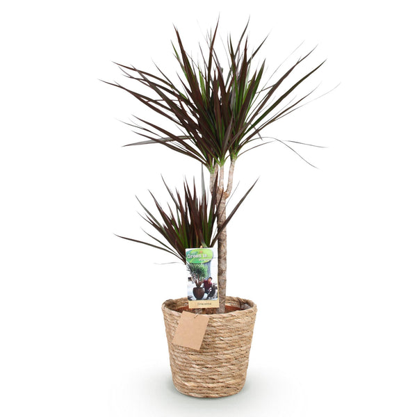 Drakenbloedboom - Dracaena Magenta - incl. mand - Ø21cm - ↕90-100cm